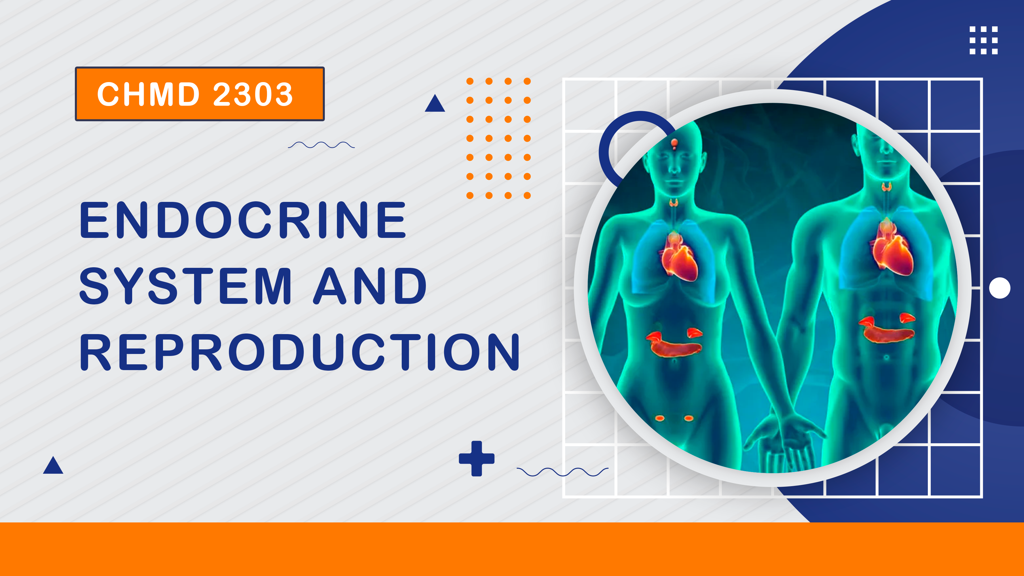 (2/2023) CHMD 2303 Endocrine System and Reproduction