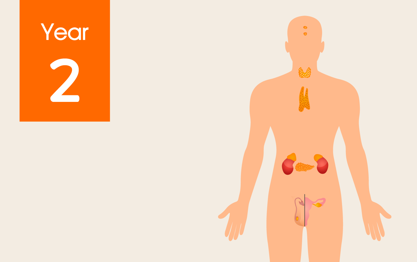 CHMD 2303 Endocrine System and Reproduction (2/2021)