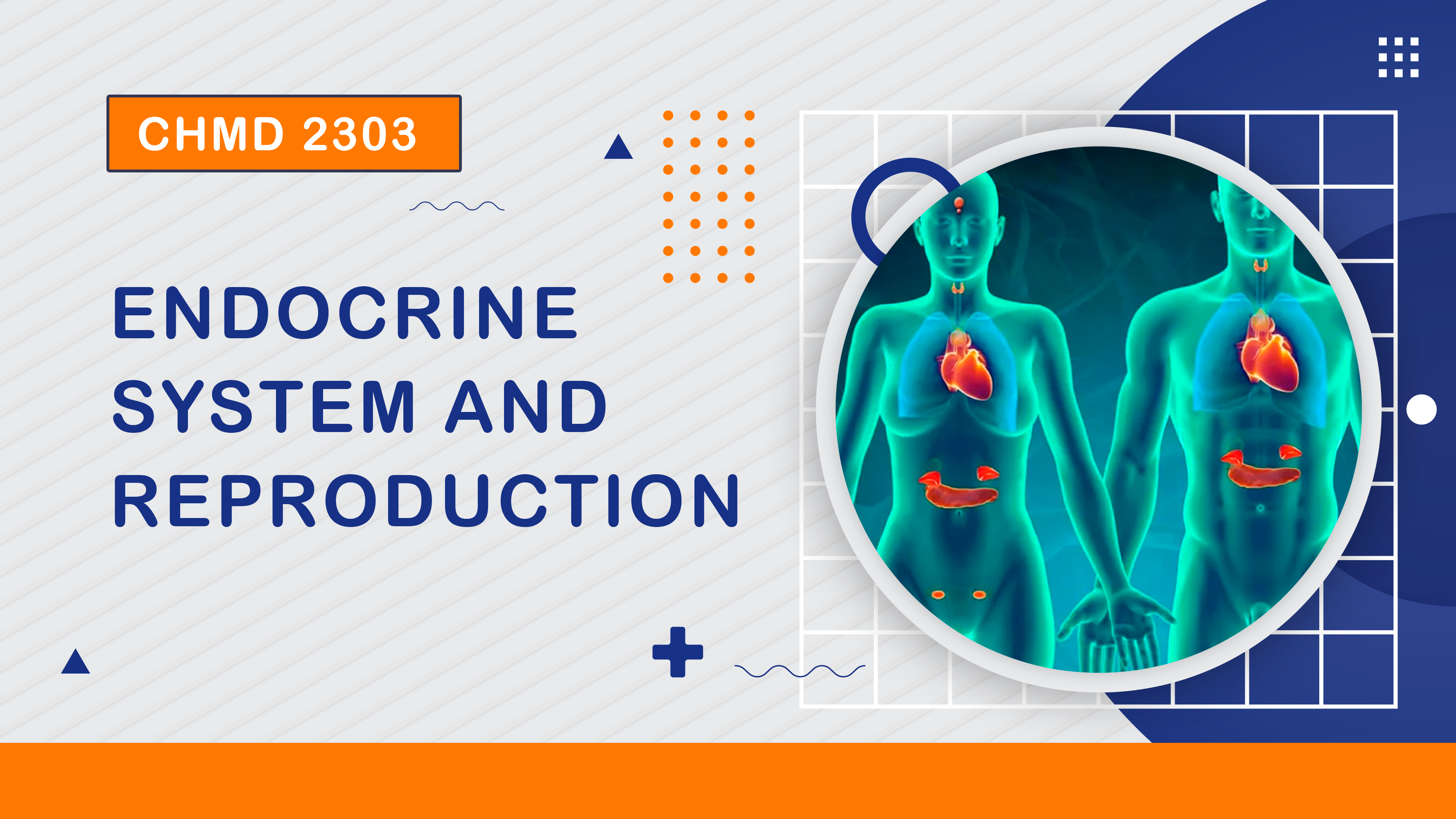 (2/2025) CHMD 2303 Endocrine System and Reproduction