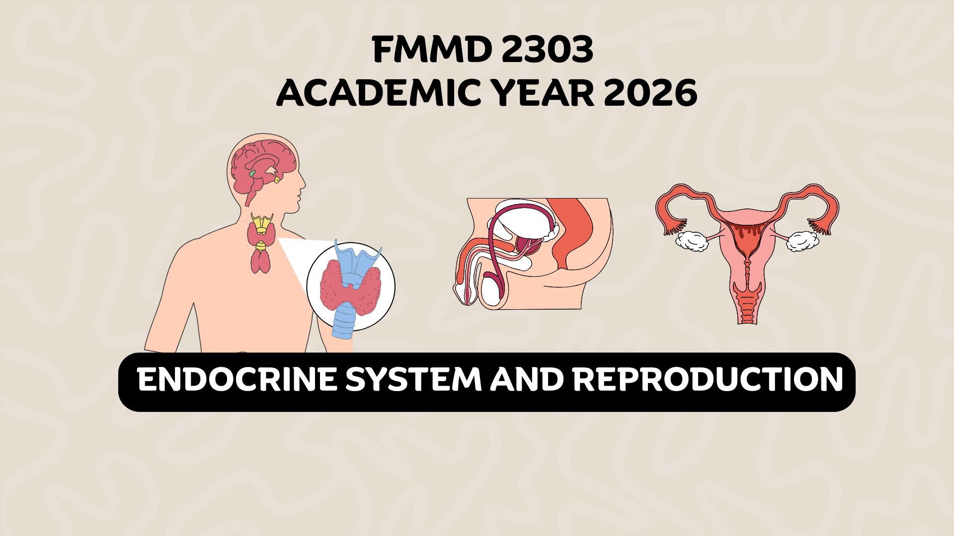(2/2026) FMMD 2303 Endocrine System and Reproduction