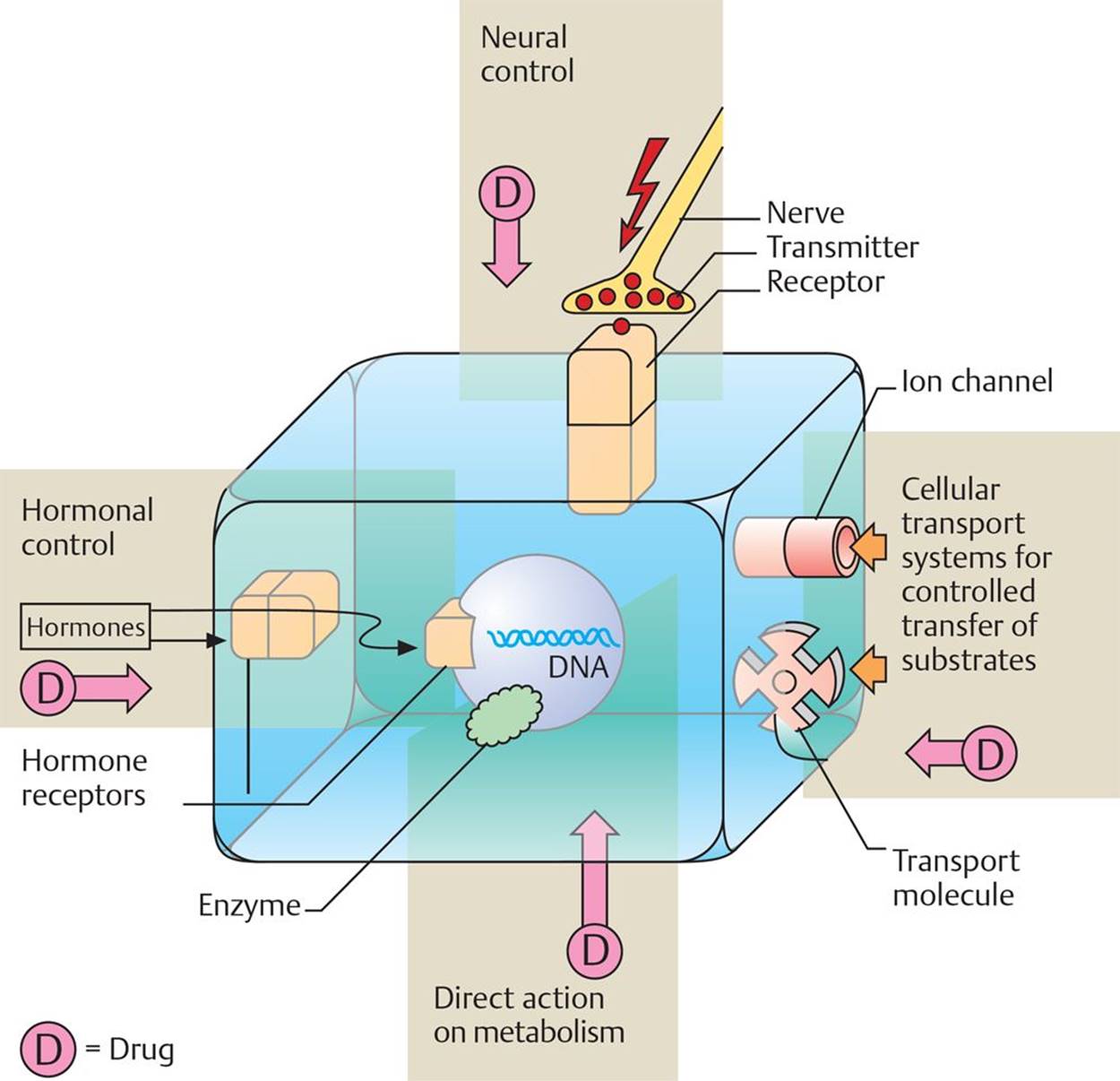 CHMD 3302 Mechanisms of Drug Action