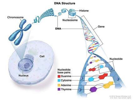 (2/2022) CHMD 3304 Development, Genetics and Cancer