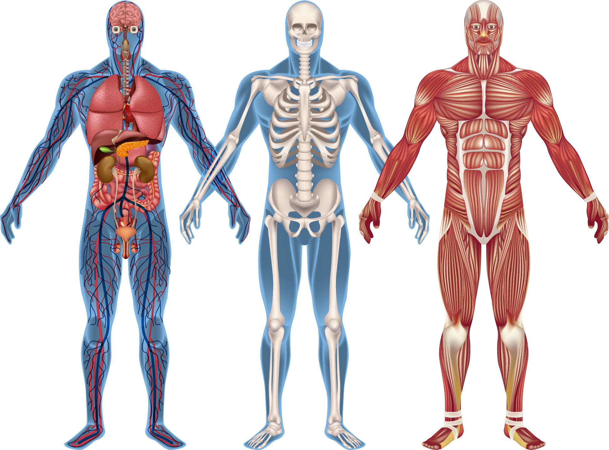 Introduction to human anatomy